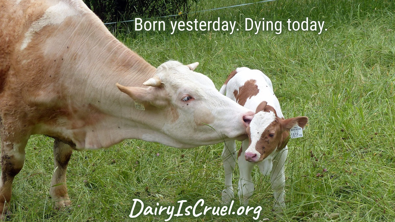 DairyIsCruel.org